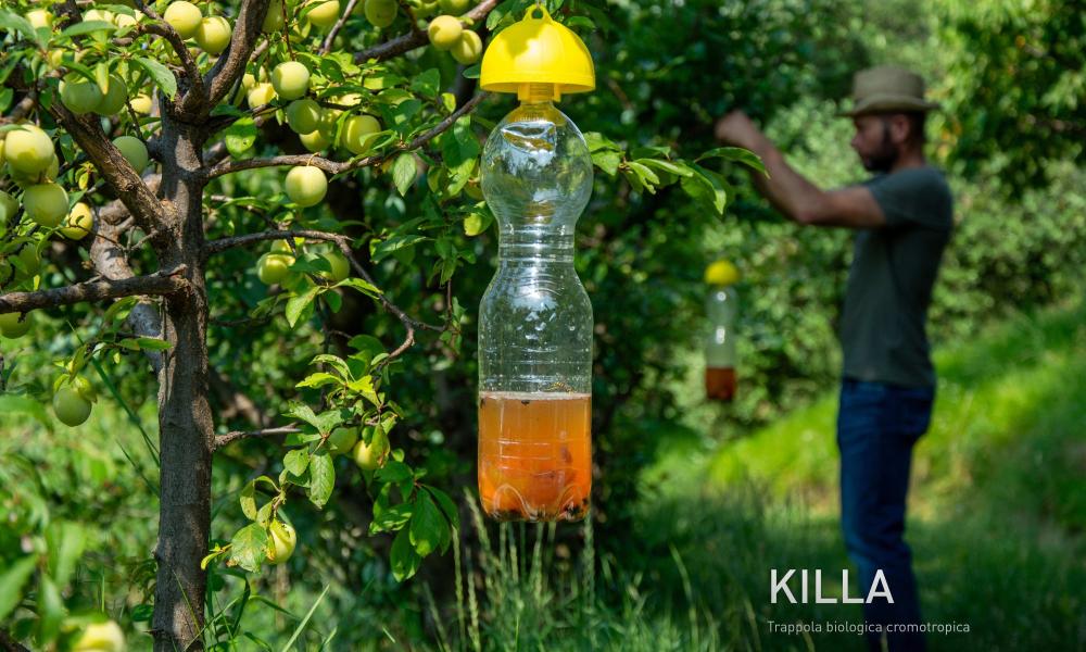 DI MARTINO - Agricoltura