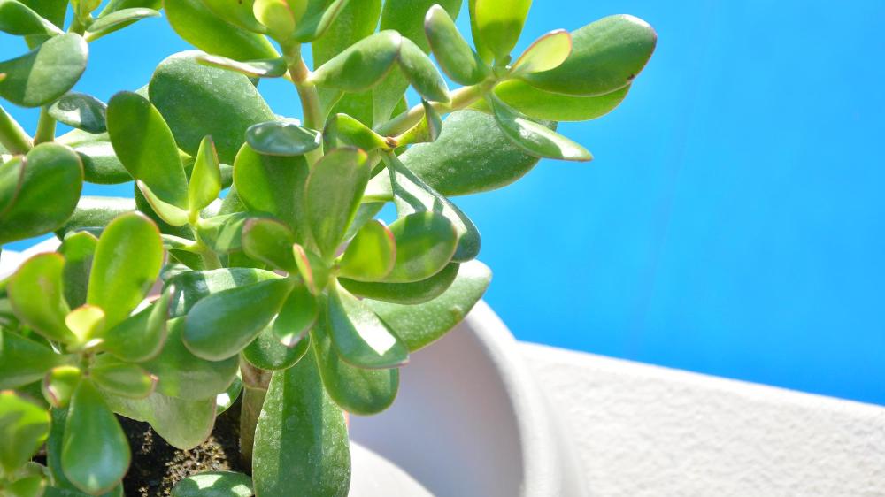 DI MARTINO - Vasi decorati Vasi moderni Pottery Collection | SOTTOVASI TONDI